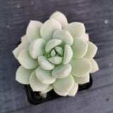 Sedeveria Pudgy 澳洲香草