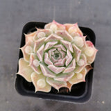 Echeveria Heart Choice, a mutated form of E. Gilo 心之所向/瘤子财路