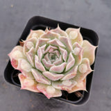 Echeveria Heart Choice, a mutated form of E. Gilo 心之所向/瘤子财路