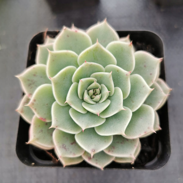 Echeveria ‘Margaret Reppin’ 玛格丽特