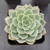 Echeveria ‘Margaret Reppin’ 玛格丽特