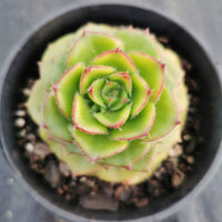 Echeveria Setosa Var Ciliata