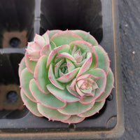 Echeveria sp. (Croatia) cutting 克罗地亚砍枝