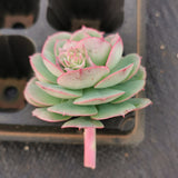 Echeveria sp. (Croatia) cutting 克罗地亚砍枝