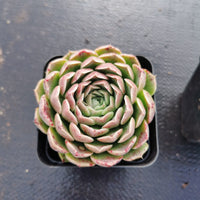 Echeveria 'The Graceful' 婵娟