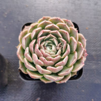 Echeveria 'The Graceful' 婵娟