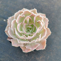 Echeveria shaviana hime 沙维娜