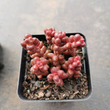 Sedum Stahlii  珊瑚珠