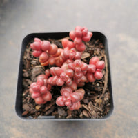 Sedum Stahlii  珊瑚珠