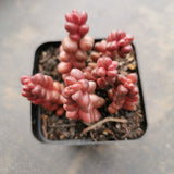 Sedum Stahlii  珊瑚珠