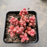 Sedum Stahlii  珊瑚珠