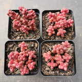 Sedum Stahlii  珊瑚珠