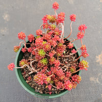 11cm pot Sedum Rubrotinctum 'Redberry' 红色浆果11cm盆