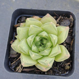 Haworthia cymbiformis(Haw.) Duval