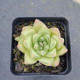 Haworthia cymbiformis(Haw.) Duval