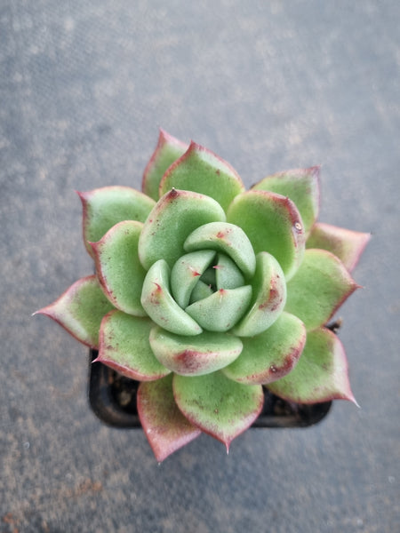*GLGhybrid(1-817) Echeveria Romeo hybrid 罗密欧杂