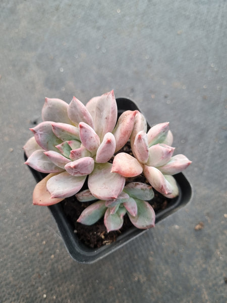*GLGhybrid(1-1016) Pachyphytum compactum hybrid 千代田之松杂