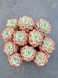 Echeveria sp. (Red Edge) cluster 不知名红边群