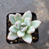 x Pachyveria Powder Puff 霜之朝