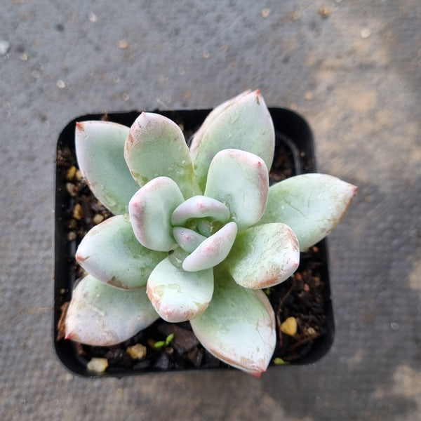 x Pachyveria Powder Puff 霜之朝