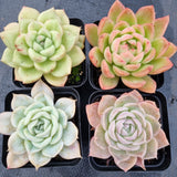 *GLGhybrid(1-504) Special hybrid pack of 4