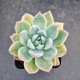 Echeveria 'Alba Beauty' 阿尔巴佳人