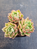 *GLGhybrid(1-1239) Echeveria Agavoides hybrid 冬云杂