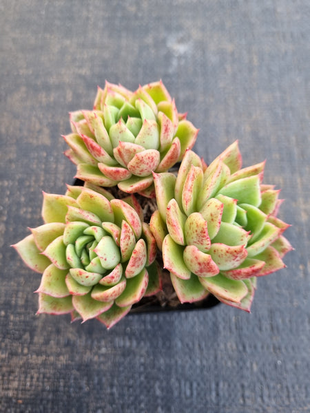*GLGhybrid(1-1239) Echeveria Agavoides hybrid 冬云杂