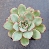 *GLGhybrid(1-1621) Echeveria hybrid  红荷香