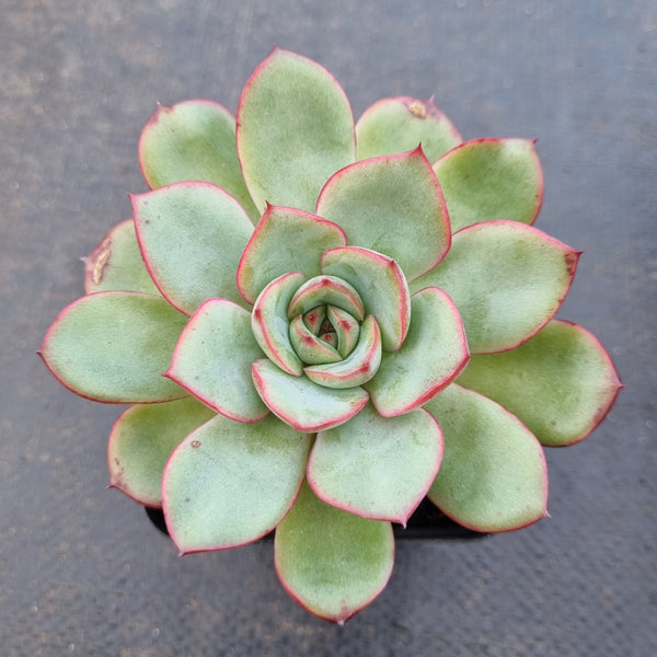 *GLGhybrid(1-1621) Echeveria hybrid  红荷香