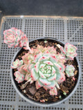 11cm pot Echeveria Frosty Bloom 霜花群