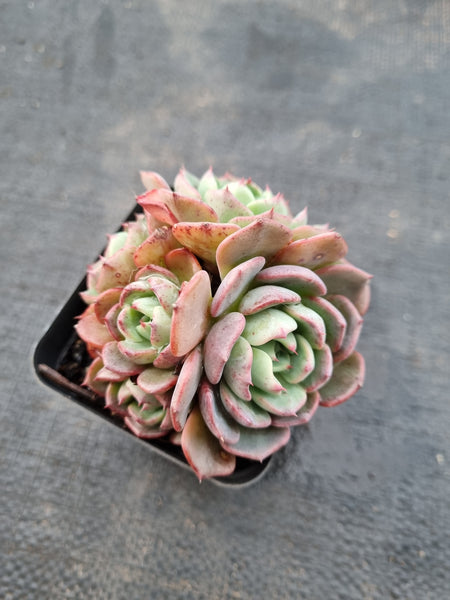 *GLGhybrid(1-981) Echeveria Sierra Hybrid 爱斯诺杂