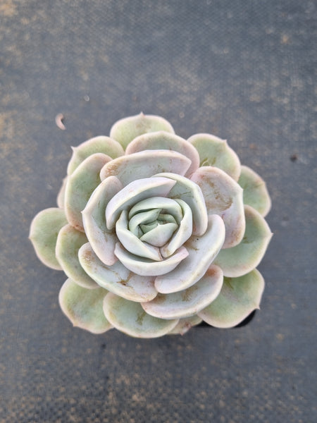 Echeveria Blue Surprise 蓝色惊喜