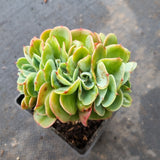 9cm pot crested no ID 不知名缀化