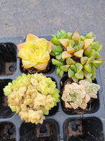 Value bundle of 4 Haworthia 玉露套餐4颗