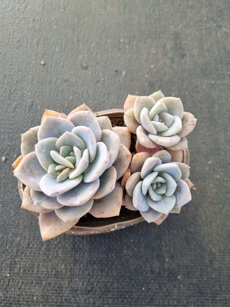 Graptopetalum Superbum x Laui 华雪/Graptoveria pink laui 粉雪莲