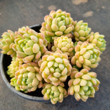 *GLGhybrid(2-395) Echeveria 'Vincent Catto' hybrid 小红衣杂