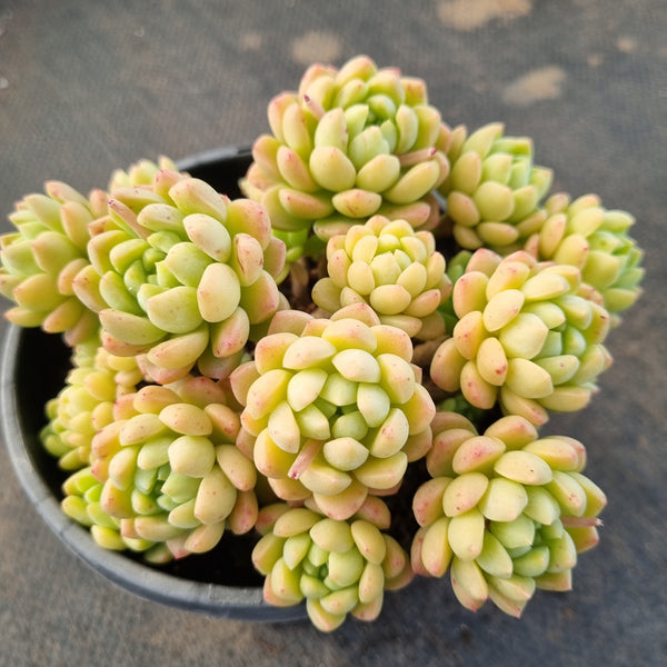 *GLGhybrid(2-395) Echeveria 'Vincent Catto' hybrid 小红衣杂