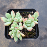 Pachyveria Claire 迈达斯国王