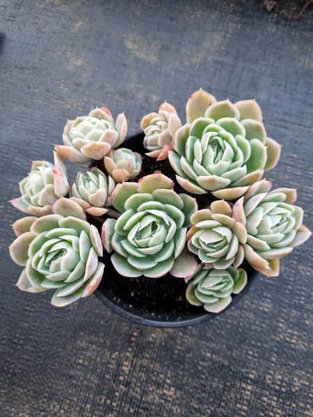 *GLGhybrid(2-325) Echeveria Raspberry ice hybrid 冰莓杂