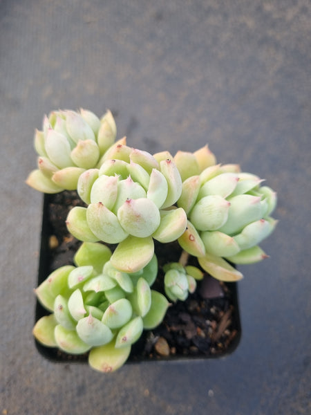 *GLGhybrid(1-1328) Echeveria Elegans 'Alba' hybrid 白月影杂