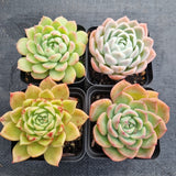 *GLGhybrid(1-499) Special hybrid pack of 4