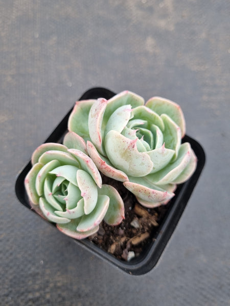 *GLGhybrid(1-1122) Echeveria Reglensis hybrid 红颜杂