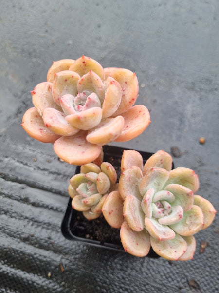 *GLGhybrid(1-1461) Echeveria Laulensis hybrid 劳伦斯杂
