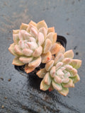 *GLGhybrid(1-1516) Graptopetalum Mendozae hybrid 丸姬杂