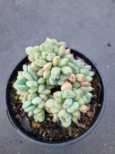 *GLGhybrid(2-347) Pachyveria Elaine × Sedeveria Blue Elf 香水精灵