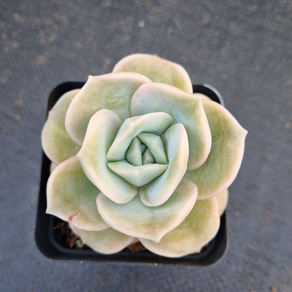 Graptoveria Lovely Rose - wide leaf 大叶可爱玫瑰