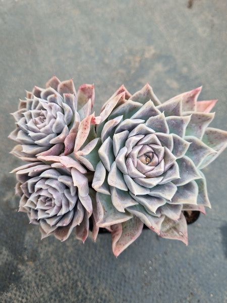 *GLGhybrid(1-878) Echeveria Halbingeri hybrid 海滨格瑞杂