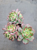 Sedeveria Blue Elf 蓝精灵（蓝苹果）