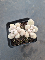 *GLGhybrid(1-1058) Graptopetalum Mendozae hybrid 丸姬杂
